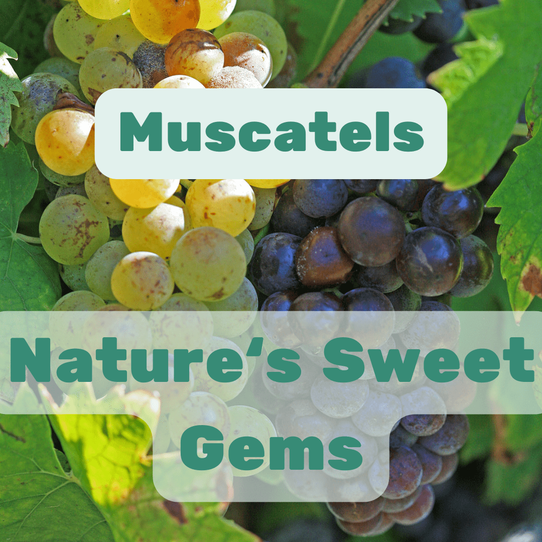 Muscatels: Nature's Sweet Gem – History, Uses, and Health Benefits - Max + Tom