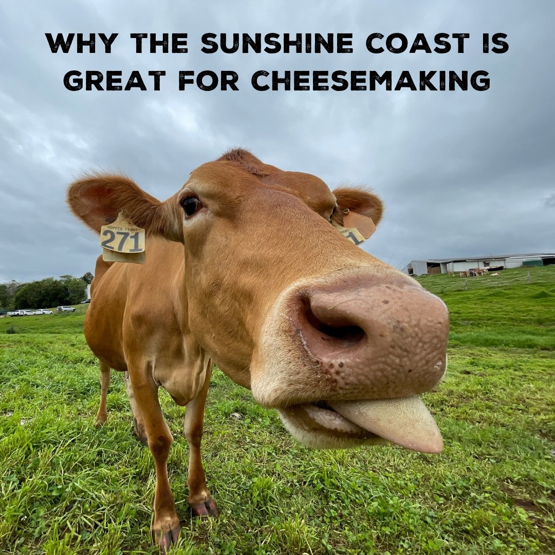 Why is the Sunshine Coast the perfect place for cheesemaking? - Max + Tom